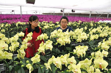 成都花木网2018“长安花卉”专题|百花溢香透长安-西安市长安区兴花带旅、兴花富民纪实