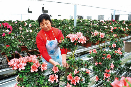 成都花木网2018“长安花卉”专题|百花溢香透长安-西安市长安区兴花带旅、兴花富民纪实