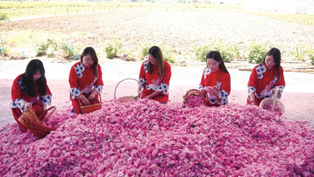 成都花木网2018“长安花卉”专题|百花溢香透长安-西安市长安区兴花带旅、兴花富民纪实