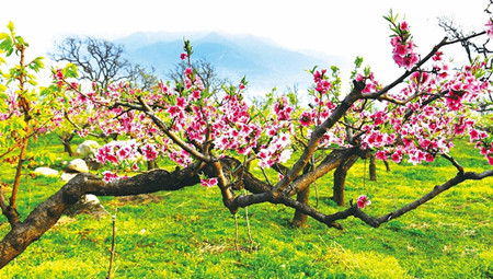 成都花木网2018“长安花卉”专题|百花溢香透长安-西安市长安区兴花带旅、兴花富民纪实