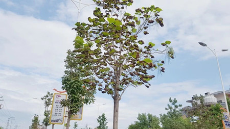 成都苗圃合作社种好金丝楸，谨防三种病害的诊治方法