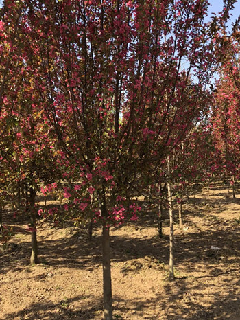 成都花木网行业达人秀-从巨紫荆到北美海棠：你是在选苗还是选美人？