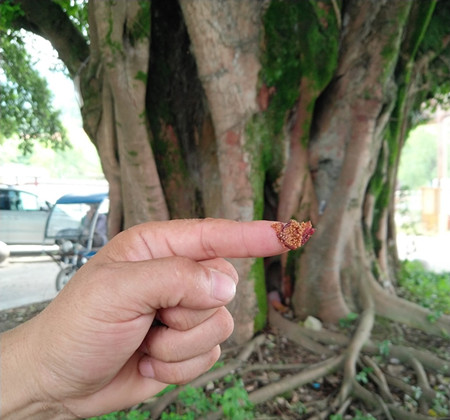 成都苗圃协会行业达人秀之高树淼屯树成瘾，得“名利”双收