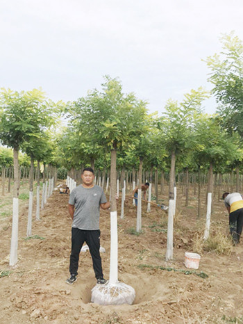 成都苗圃协会行业关注-同样的苗子，为何销售情况截然不同？