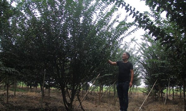 成都花木网行业达人“常州疯子”徐世峰，“砍”出来的市场