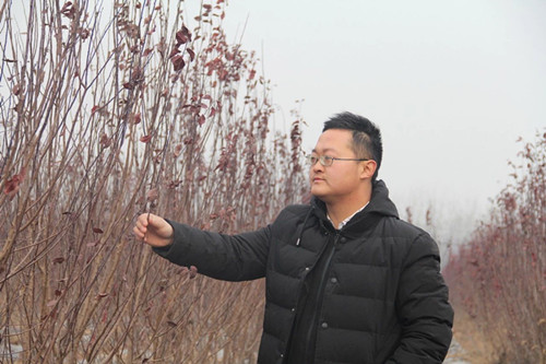 张若楠的2000亩丛生苗基地|成都花木网资讯