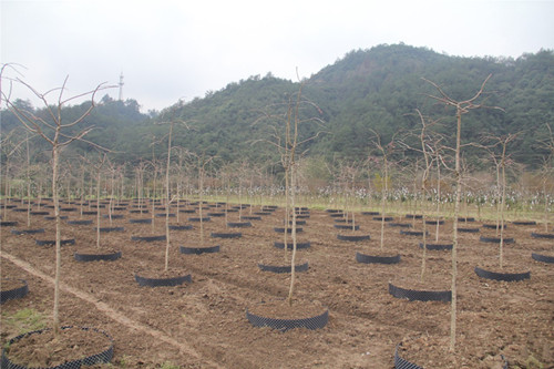 【成都花木人推荐】坐等垂樱开