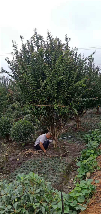 成都苗圃协会温江花木基地的大紫荆