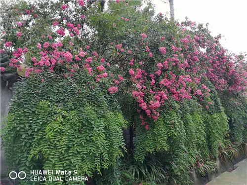 成都苗圃协会温江花木基地粉色滋味花