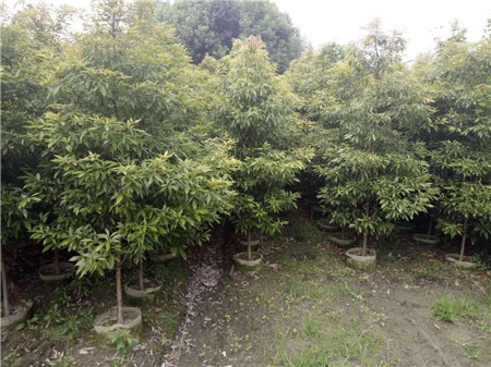 [成都花木]基地的楠木施肥防虫方案