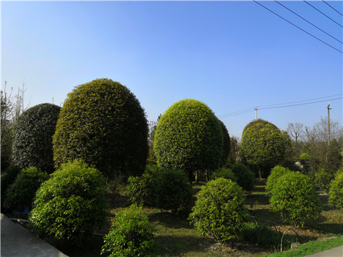 成都花木基地桂花树图片