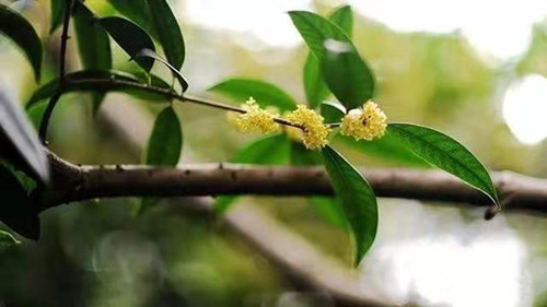 成都花木图片