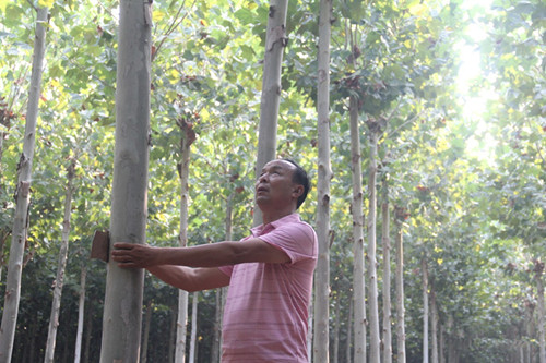 成都苗圃协会推荐图