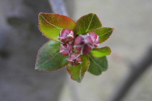 成都樱花树