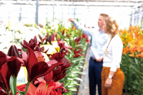 「成都花木」网关注荷兰百合开放日