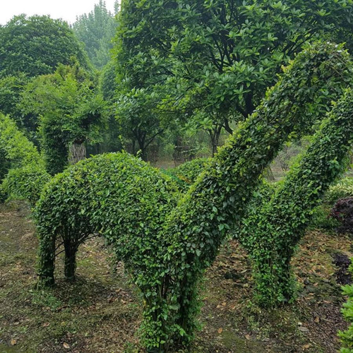 成都花木基地的金禾女贞