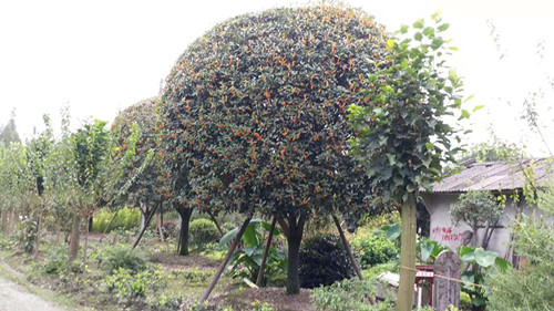 成都苗圃的桂花