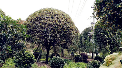 成都苗木基地的成都桂花树