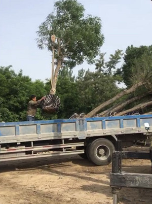 成都花木网行业达人；入行两年做到年发货500万，这个苗木经纪人有点神！