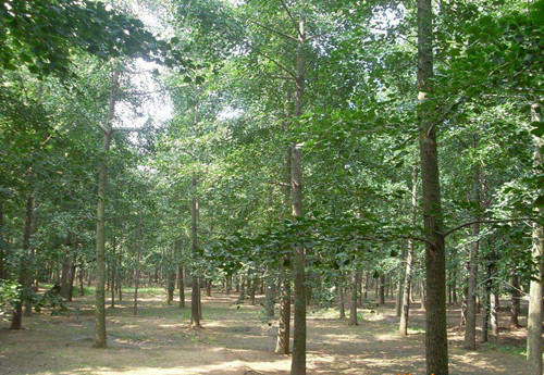 成都苗圃基地提供成都银杏树的栽培技术