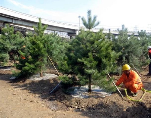 成都苗圃人谈：树木移植栽深还是栽浅？