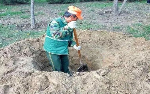 成都苗圃人谈：树木移植栽深还是栽浅？