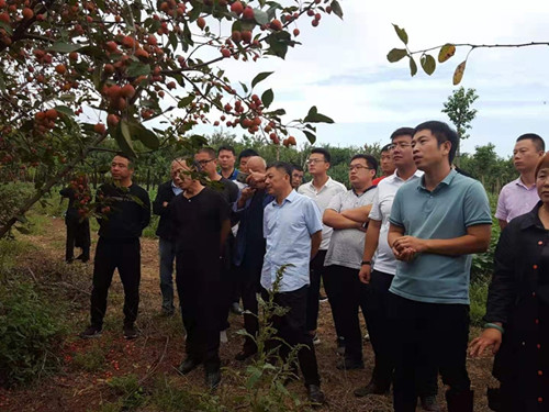 [成都苗木]人看冀中地区苗木经纪人座谈会