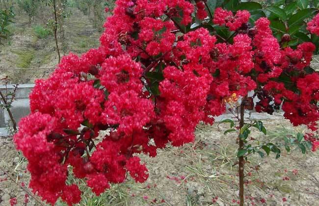 成都苗圃教你通过颜色辨认紫薇花的品种