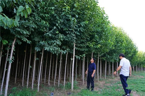 成都花木基地玉兰树