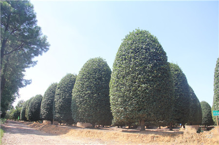 成都花木基地桂花树