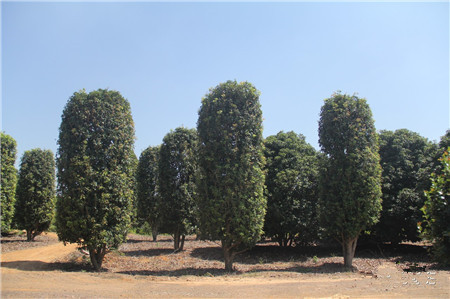 成都花木基地桂花树