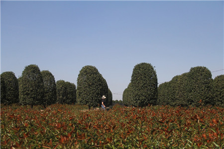 成都花木基地桂花树