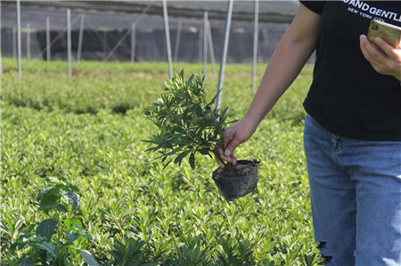 成都花木基地桂花树