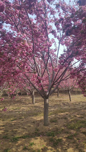 成都花木基地银杏树