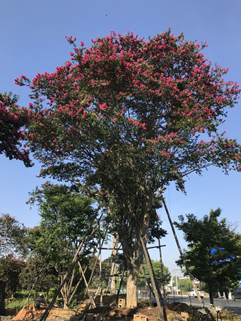 成都花木网苗圃达人秀大紫薇树图片