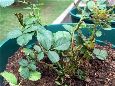 成都花木基地月季花修剪