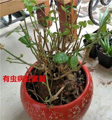 成都花木基地茉莉花修剪