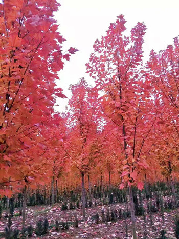 [成都花木]资讯，老友红枫基地的盈利模式