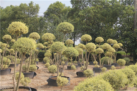 「成都苗圃」花木品种，手造型，两手抓，打造特色产品