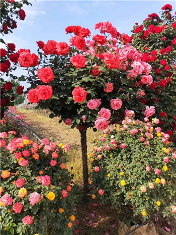 「成都花木」网行业达人-郭良正