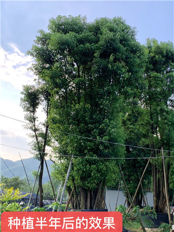 成都苗圃人物志-务实笃行的翁艺森