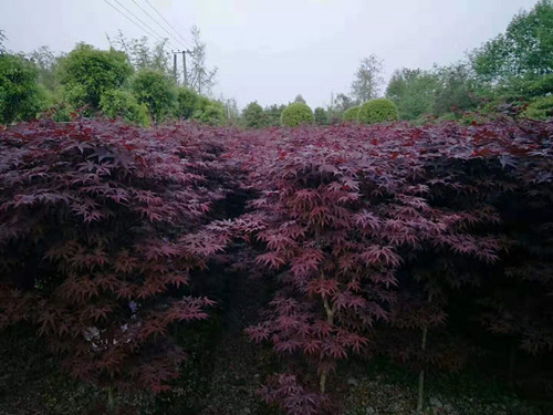 成都苗圃的红枫