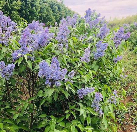 【成都花木】欧洲丁香能吃香么？