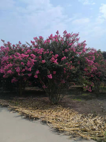 成都花木基地提醒改善苗木生长环境势在必行