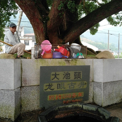 【成都花木】资讯；这里的榕树“吊炸天”