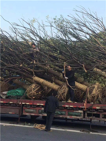 成都苗木网行业人物--孙华根的苗圃