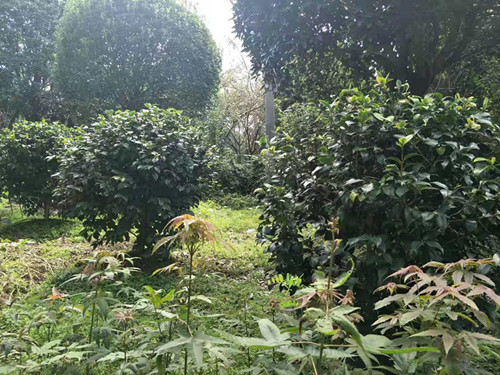 成都苗圃的茶花球栽培技术