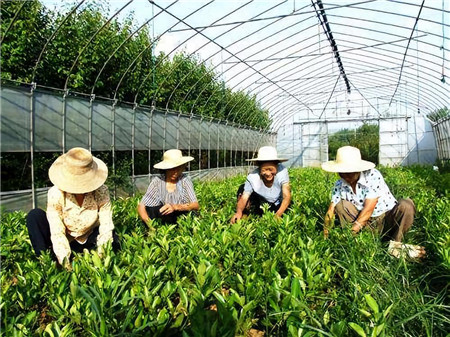 成都花木人谈苗木营销新思路