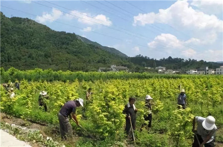 成都花木人谈苗木营销新思路