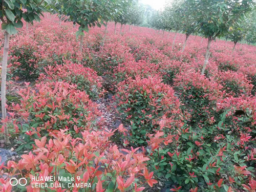 成都苗木基地提供红叶石楠球的病虫害知识